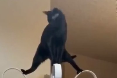 Purr-fect Crime: Cat Sneaks onto Terrace and Steals Hearts!