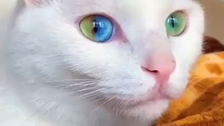 Purr-fectly Adorable Affectionate Cat Melts Hearts Everywhere!
