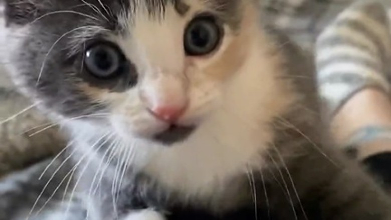 Purr-fectly Adorable: Meet the Cutest Kitten That Will Melt Your Heart!