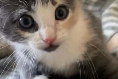 Purr-fectly Adorable: Meet the Cutest Kitten That Will Melt Your Heart!