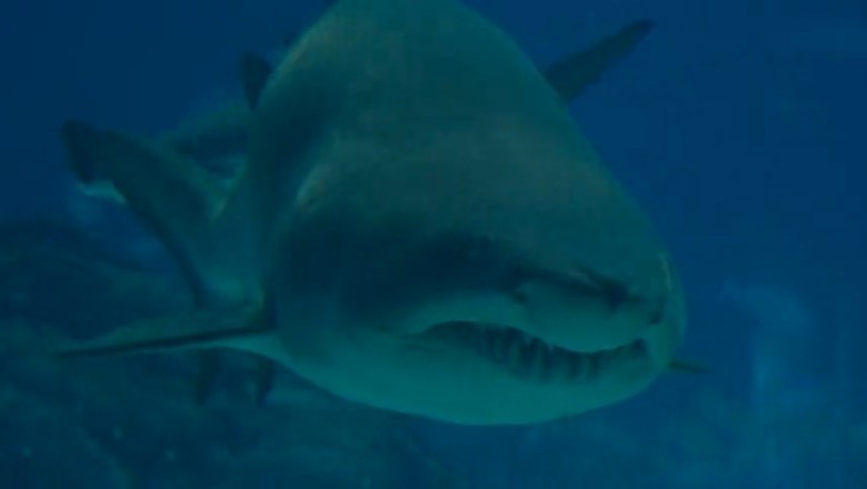 Shark Attack! But not what you think...