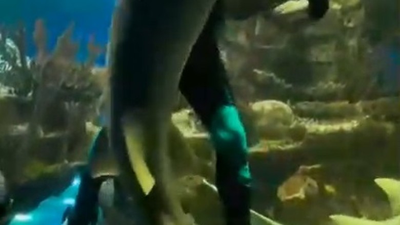 Underwater Disco: Diver's Fin-Tastic Dance Moves WOW Big Fish!
