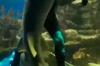 Underwater Disco: Diver's Fin-Tastic Dance Moves WOW Big Fish!