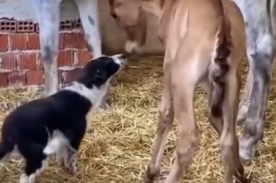 Unlikely Besties: Horse & Hound Take Friendship to New Galloping Heights!