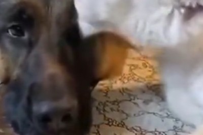 Unlikely Love Story: Tiger Kisses Shepherd?!