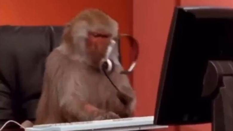 Wild Monkey Business Unleashed! Prepare for Some Ape-solutely Hilarious Shenanigans!
