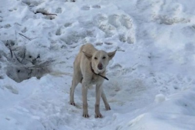 Yoshi's Journey: A Tale of Resilience and Redemption That Touched Millions