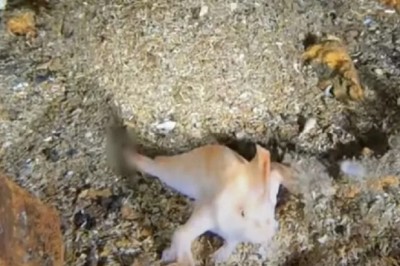Unveiling the Mystery: Discovery of a Rare Fish with Arms in a Sunken Ship