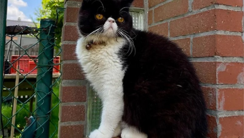 Meet George: The Cat That Looks Like a Dog Taking the Internet by Storm!