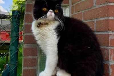 Meet George: The Cat That Looks Like a Dog Taking the Internet by Storm!