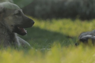 Stress-Busting Secrets: How Pets Can Transform Your Mental Health