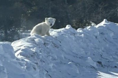 Unbelievable Encounter: Ontario Man Meets Bear Family on the Road!