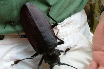 Unveiling the Enigmatic Titanus Giganteus Beetle: Exploring Earth's Giant Realm in the Amazon Rainforests!