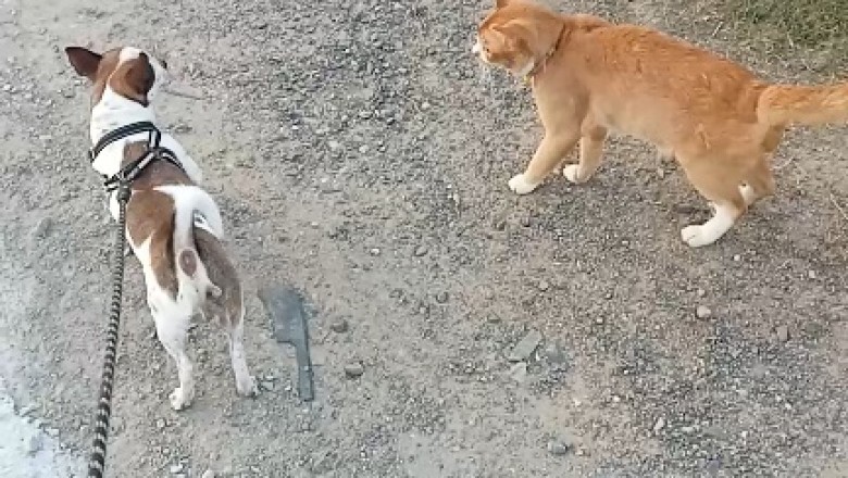 Epic Standoff: Dog and Cat Engage in Hilarious Argument!