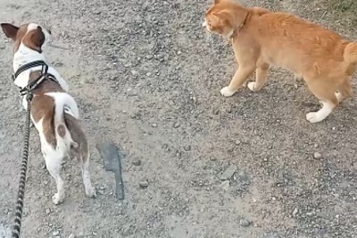Epic Standoff: Dog and Cat Engage in Hilarious Argument!