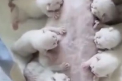 Feline Foster Mom: The Hilarious Adventures of a Cat and her Puppies!