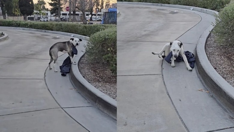 Heartwarming Rescue of Dog Abandoned with Noose Around His Neck