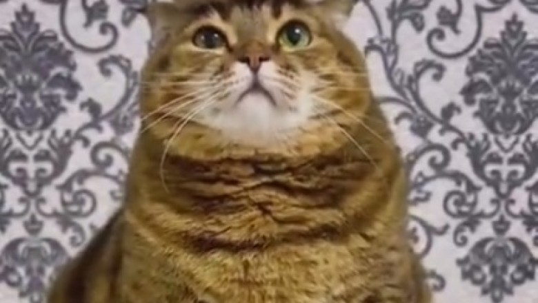 Hilarious Cat Takes Hair Styling to a Whole New Level!