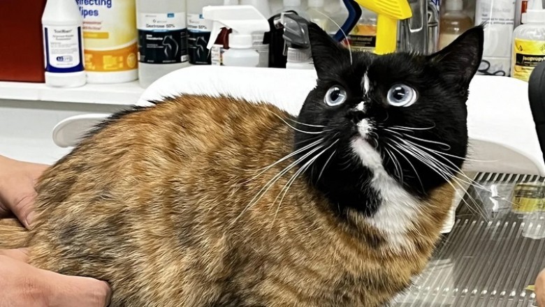 Meet Frankenstein Cat: The Internet's Newest Sensation!