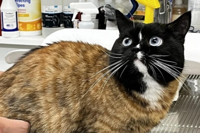 Meet Frankenstein Cat: The Internet's Newest Sensation!