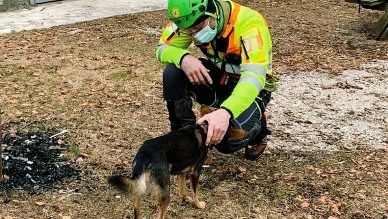 Miraculous Rescue: Climber Survives 7 Days in Alps, Saved by Faithful Dog