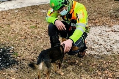 Miraculous Rescue: Climber Survives 7 Days in Alps, Saved by Faithful Dog