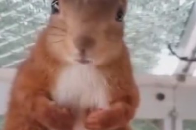 Nutty Encounters: Squirrel's Quest for the Ultimate Herb!