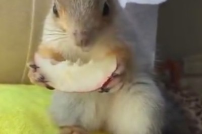 Silly Squirrel's Summertime Snack Attack: Watermelon Madness!