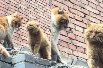 The Unbelievable Cat Whisperer: How One Man Stopped a Feline Showdown with a Secret Language!