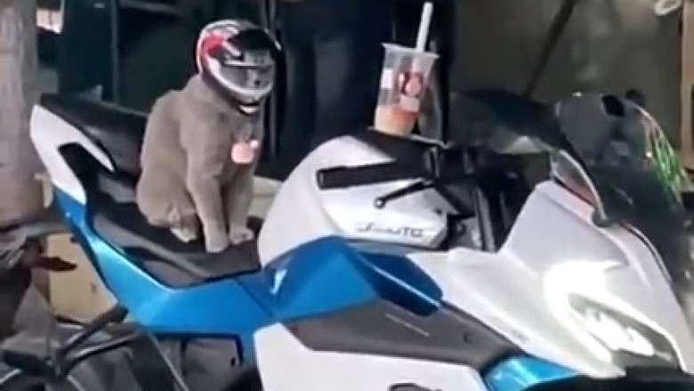 Feline Fashionista Alert: Cat Rocks a Stylish Helmet in the Cutest Video Ever!