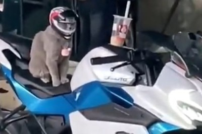 Feline Fashionista Alert: Cat Rocks a Stylish Helmet in the Cutest Video Ever!