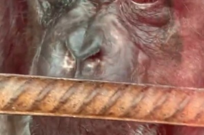 Gorilla Gloom to Gorilla Glam: The Hilarious Transformation of a Sad Ape!