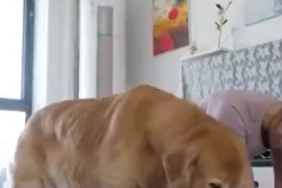 Hilarious Workout Routine: Watch This Pooch Sweat It Out with Its Owner!