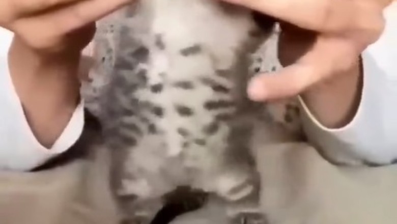Paw-ty Animal: Adorable Kitten Steals the Show with Its Irresistible Dance Moves!