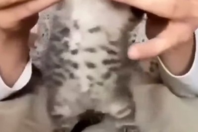 Paw-ty Animal: Adorable Kitten Steals the Show with Its Irresistible Dance Moves!