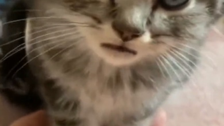 Pawsitively Purrrfect: The Epic Adventures of the Amazing Kitten!