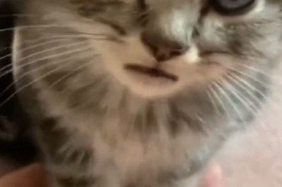 Pawsitively Purrrfect: The Epic Adventures of the Amazing Kitten!