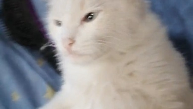 Purrfection Personified: Hilarious Antics of the Loveliest Cat You'll Ever See!