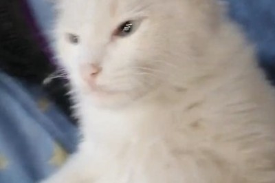 Purrfection Personified: Hilarious Antics of the Loveliest Cat You'll Ever See!