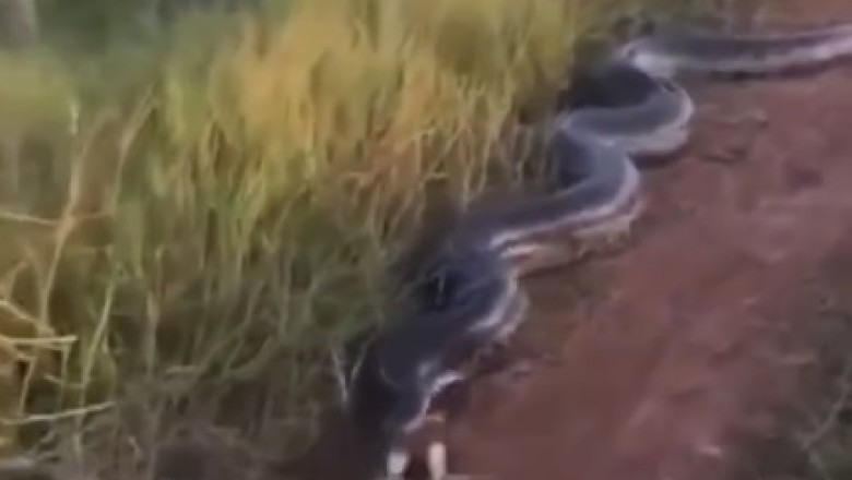 Snakey Business: When a Car Driver Encounters a Slithery Surprise on the Road!