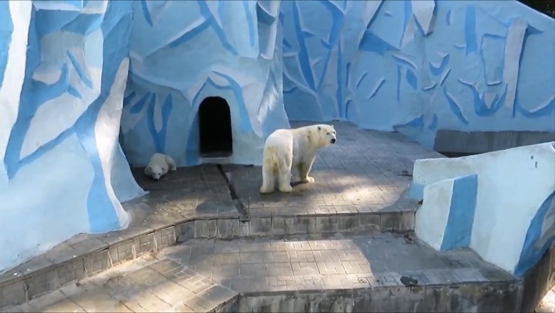 The Roaring Comedy Show: A Day in the Life of the Bear Family!