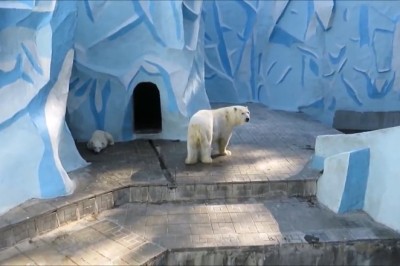 The Roaring Comedy Show: A Day in the Life of the Bear Family!