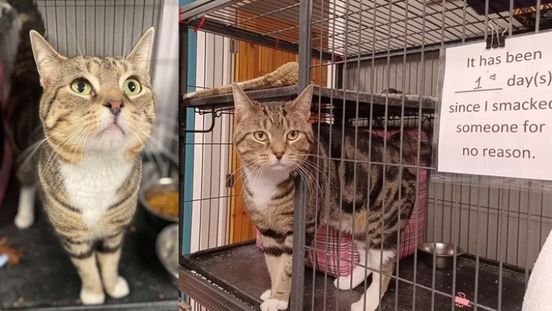 The Tale of Max: A Feisty Feline with a Heart of Gold