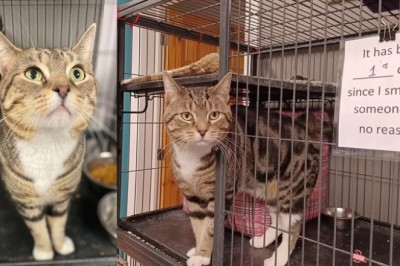 The Tale of Max: A Feisty Feline with a Heart of Gold