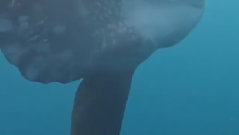 Watch these Hilarious Fish Making Waves in the Funniest Underwater Shenanigans!