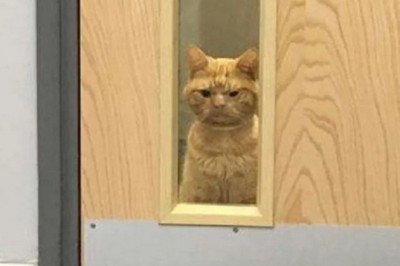 Abandoned and Alone: The Heartbreaking Tale of Saul the Stray Kitten