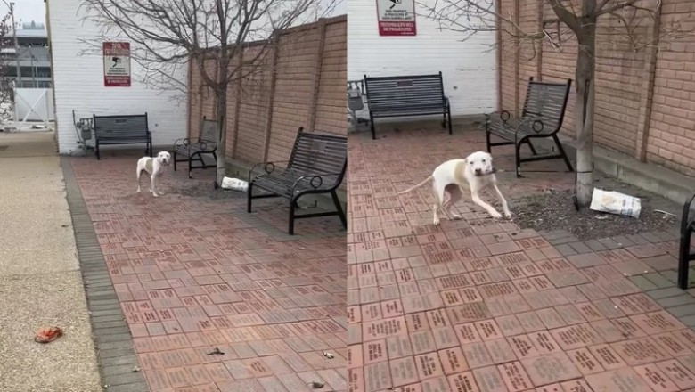 Abandoned Pup Yearns for Home