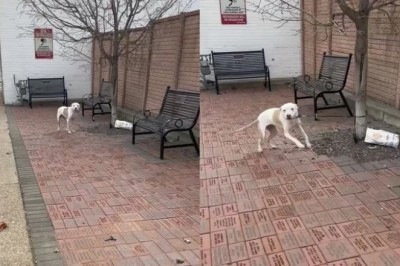 Abandoned Pup Yearns for Home