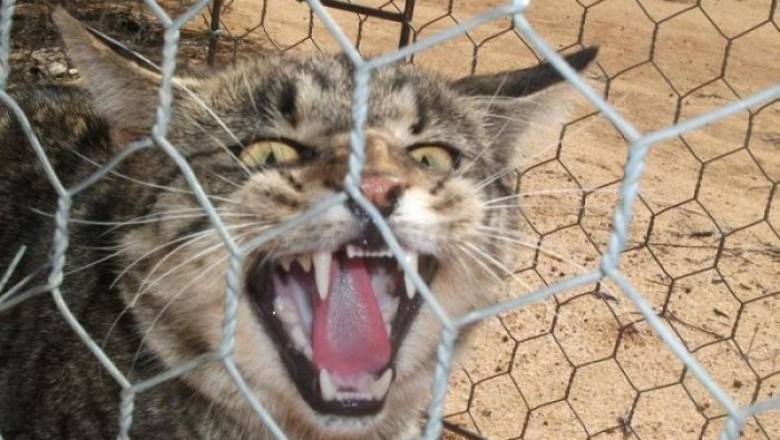 Cat-culling Controversy: Poisoned Sausages Spark Global Outcry in Aussie Wildlife War!