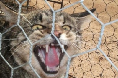 Cat-culling Controversy: Poisoned Sausages Spark Global Outcry in Aussie Wildlife War!